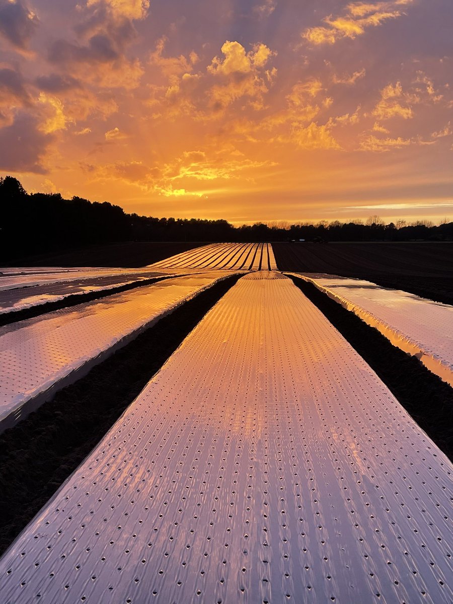 Sunset whilst laying poly on carrots this evening #carrots #suffolk