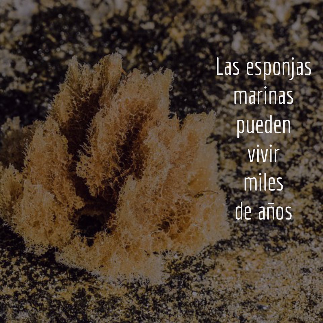 yocuidomitierra's tweet photo. Hola amigos de #yocuidomitierra 
Sabias que las #esponjasdemar son animales que pueden vivir miles de años! una esponja de la especie Monorhaphis chuni vivió hasta los 11.000 años
#biodiversidad #esponjas #invertebrados #biodiversidadcuriosa   #medioambiente https://t.co/Y4zopBQldb