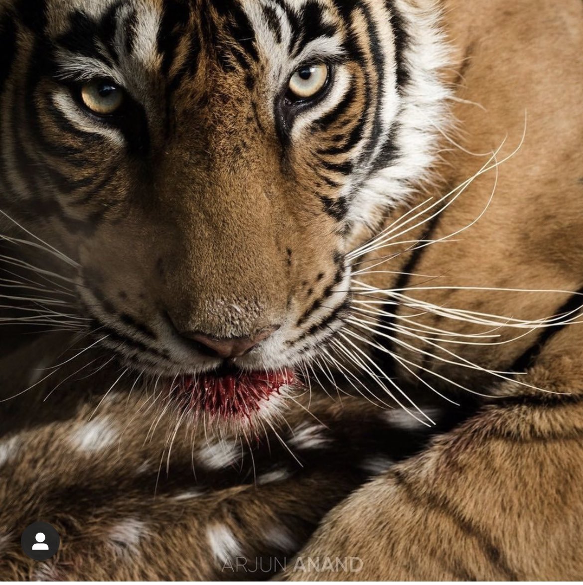 DanLooney5's tweet photo. @ElijahHerring12 @ShowMeZou @OnTopAthletics @coachkriesky @thompsmd23 Come and be a Tiger https://t.co/Wav2mnZ5Fh
