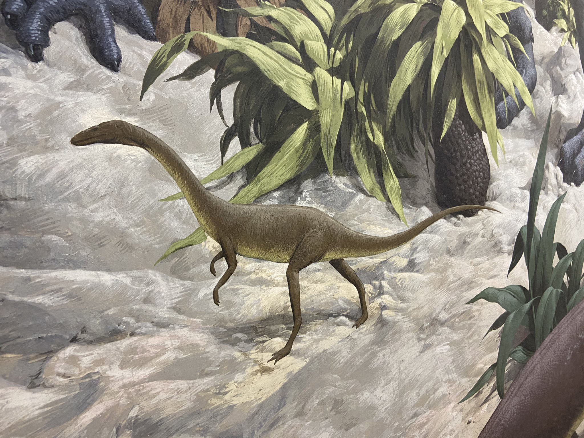 Yale Peabody Museum on Twitter: "It's Thursday. Let's celebrate.  Podokesaurus is the new state #dinosaur of Massachusetts! #DailyDetail  #AgeofReptilesMural https://t.co/F63TaWOCLM" / Twitter