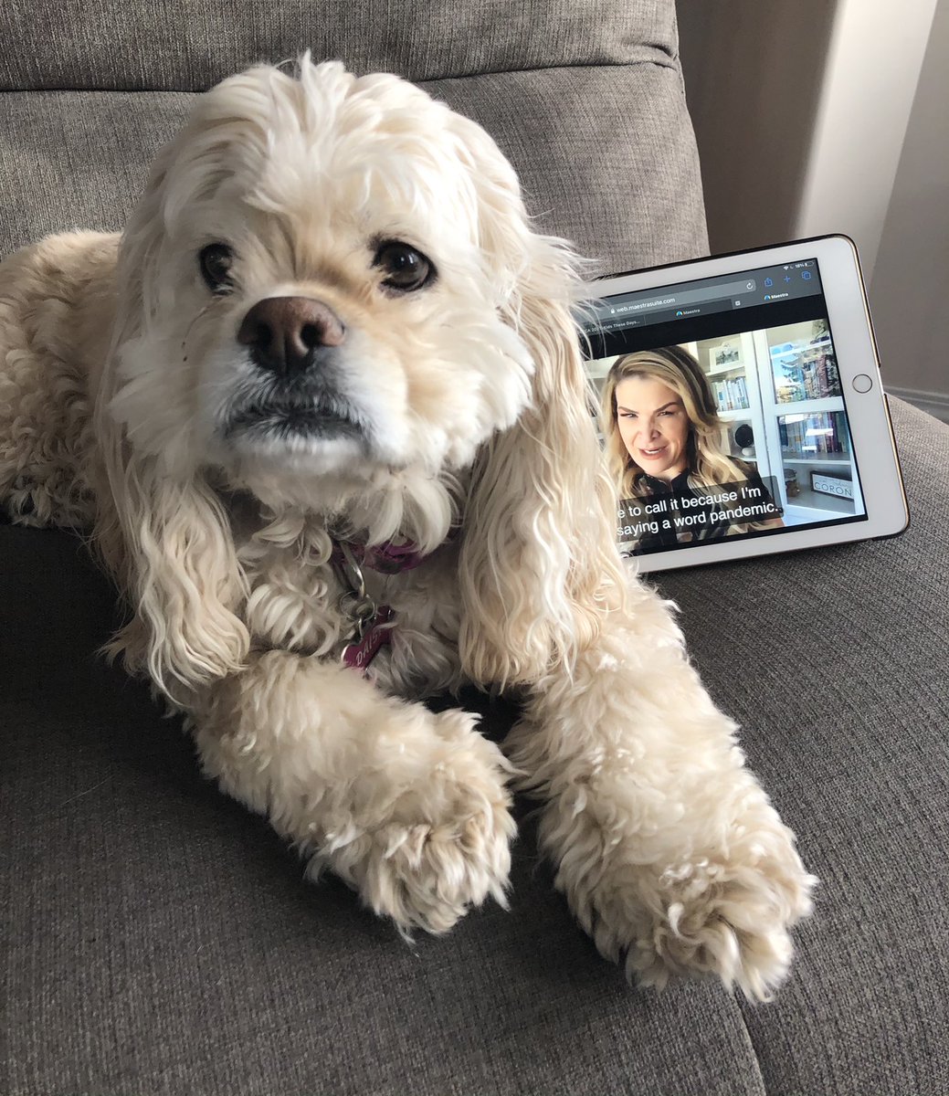 aesinclair11's tweet photo. @getca1 Daisy my convention companion 🐶 https://t.co/wVlKW3gZGP