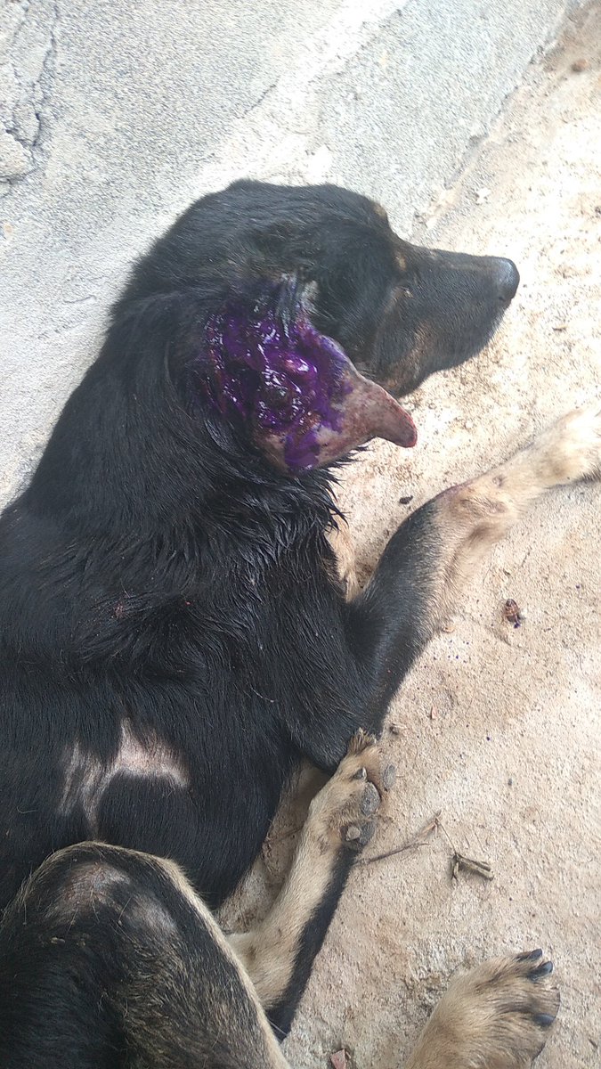 FProanimales's tweet photo. Encontramos este perrito en el barrio Cabí de Quibdó Maltratado, desnutrido y con muchas heridas infestadas de gusanos. Hacemos todo lo posible por salvarlo sin embargo no tenemos recursos suficientes. Si quieres ayudar a Angelito puedes hacerlo. Cuenta de Ahorros: 53604410670 https://t.co/loDNQYDz7j