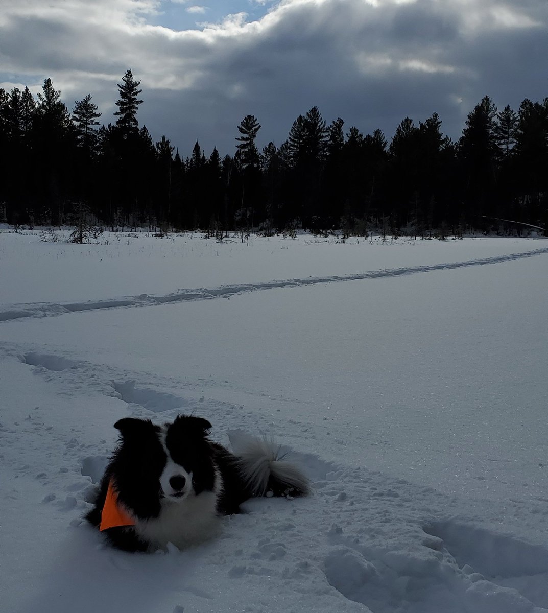 UpNorthMatt1's tweet photo. Nova finally sitting still for a pic...just have to let her run for an hour in the deep snow.
.
.
.
#upnorthmatt #bordercollie #bordercolliephotos #bordercollieoftheday #bordercolliesofinstagram #snowdog https://t.co/GabByDA1RN