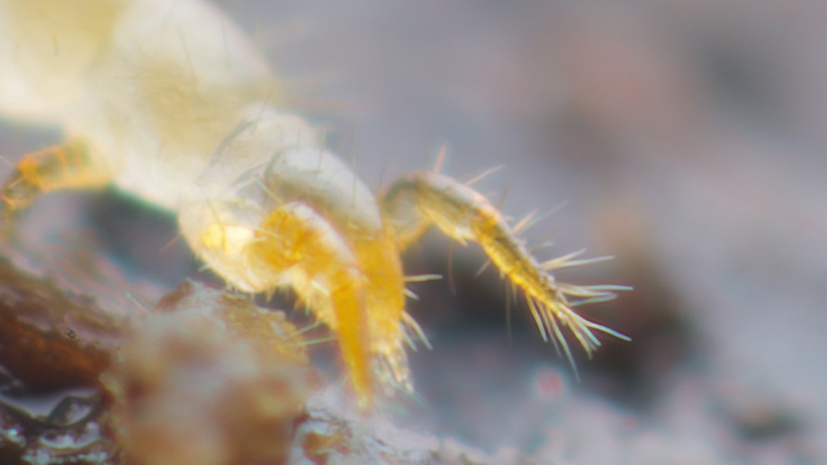 mesofauna's tweet photo. Two shots of a mature proturan from today. Worth a full screen. They're one of the harder mesofauna to find and photograph. Understudied, cryptic and incredibly, wonderfully, beautifully bizarre. #protura #mesofauna #soilanimal https://t.co/wZ0wMl3zZl https://t.co/33pVinFlCs