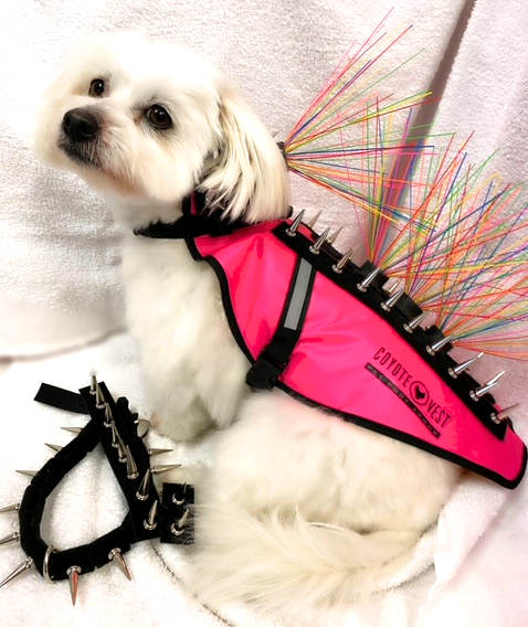 CoyoteVest's tweet photo. This pup has won Best of Breed and looks
SO PAWsh in her new CoyoteVest! ๐
๐ถ๐
#pawsh #divadogs #cutedogs #dailydog #thursdaythoughts #thursdayvibes #smalldogsafety #dogvest #petbodyarmor #everydayspikedcollar #coyotewhiskers #coyotevestconfidence #cotondetulear #sunshine https://t.co/r0YNnR8uxX