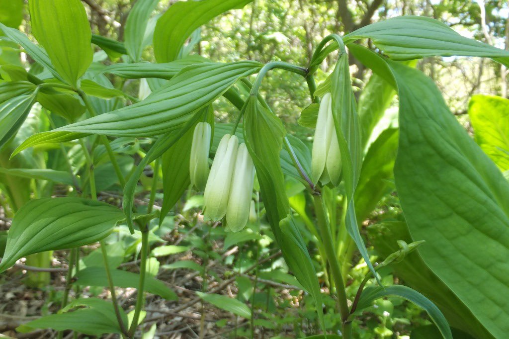 イヌサフラン科 Twitter Search Twitter