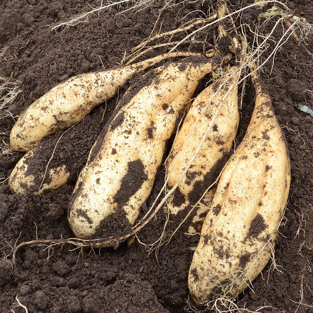 巽好幸 Ar Twitter 薩摩焼酎の原料はサツマイモ 2万8千年前の姶良カルデラを作った超巨大噴火 火山灰は関東にも堆積 で噴出した入戸火砕流が作る シラス台地 保水性が悪くリンを固定するため農耕に適さないが サツマイモは育つ 天ぷらにするとほっこりと 巽好幸 Ar Twitter 薩摩焼酎の原料はサツマイモ 2万8千年前の姶良カルデラを作った超巨大噴火 火山灰は関東にも堆積 で噴出した入戸火砕流が作る シラス台地 保水性が悪くリンを固定するため農耕に適さないが サツマイモは育つ 天ぷらにするとほっこりと