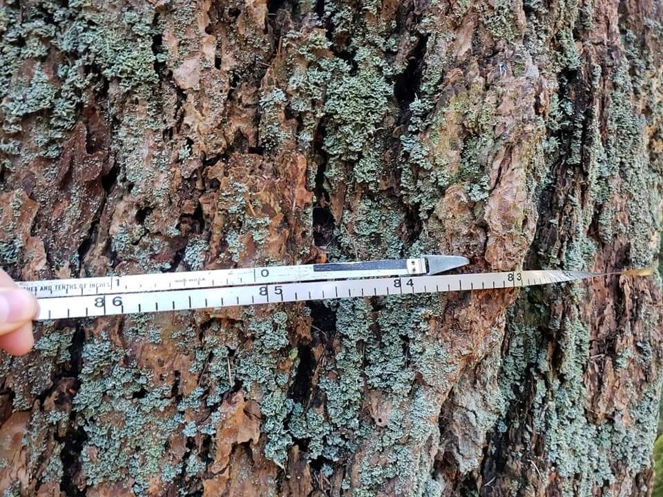 eectweet's tweet image. If you know, you know. 
#arborist #dbh #treefacts #giant