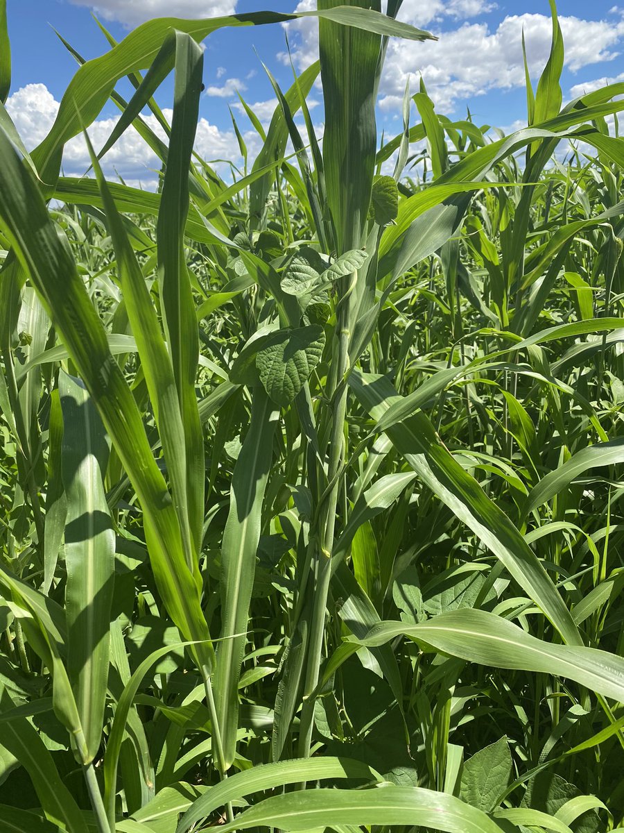 netley_farm's tweet photo. Out taking brix readings - plants with a higher brix are higher in sugars, minerals &amp; vitamins and are great indicators of soil health

Healthy soils - healthy plants - healthy people

#regenag #regenerativeagriculture #farmingincentralqld #planthealth #soilhealth #multispecies https://t.co/trAoMHy7eR