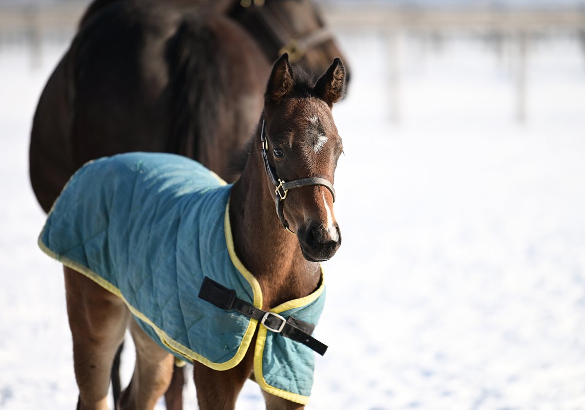 白老ファーム まだ氷と雪の放牧地ですが日差しはずいぶん強くなりました 青草の新芽が伸びる頃には立派な馬格へと成長していそうです ピースバーグの21 父リアルスティール