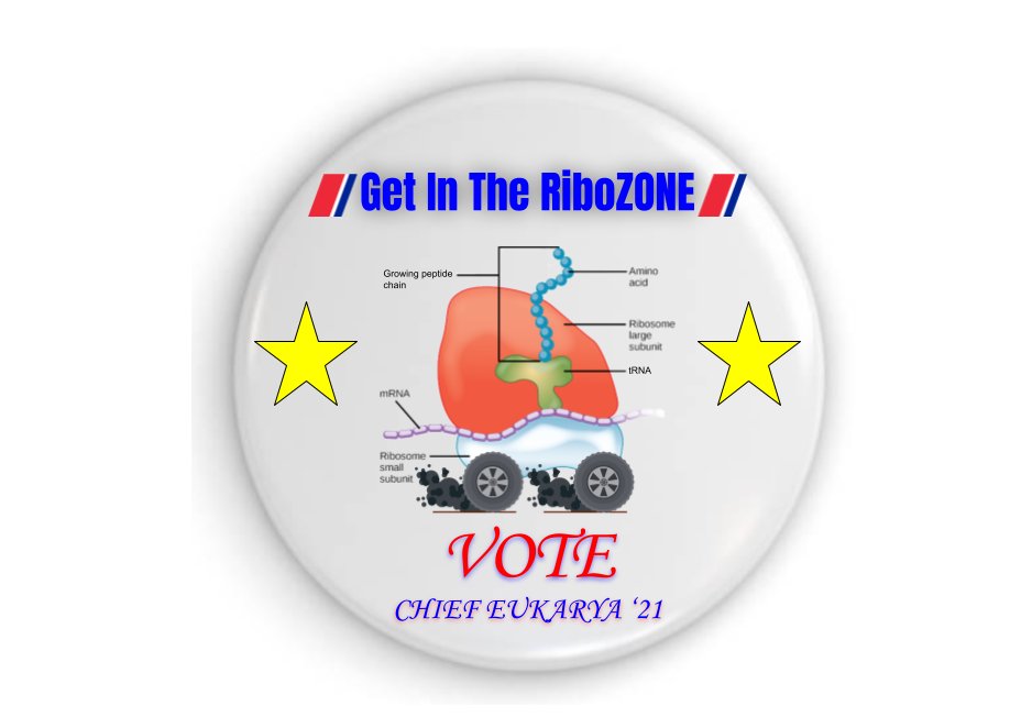 RepRibosome's tweet photo. Representative Ribosome for Chief of Eukarya '21
Go get some really righteous ribosome buttons! #CellBioBrawl #RepRibosome #RepRIbosomeforChief https://t.co/B868ibhKoA