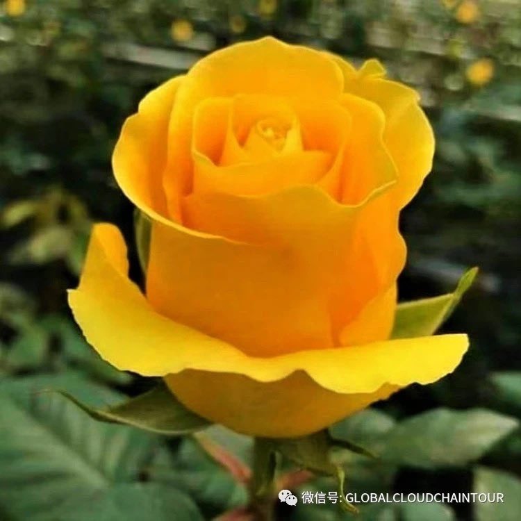 “The Ecuadorian rose captivated the hearts of Chinese people. It is known as the "Rolls-Royce" of roses and is present at important festivals as well as high-end business and official events”. ➡️  mp.weixin.qq.com/s/ZYCgZZ-df2kY… <a href="/MFAEcuador/">Foreign Affairs Ec</a> <a href="/CancilleriaEc/">Cancillería del Ecuador 🇪🇨</a> <a href="/ExpofloresEc/">Expoflores</a>