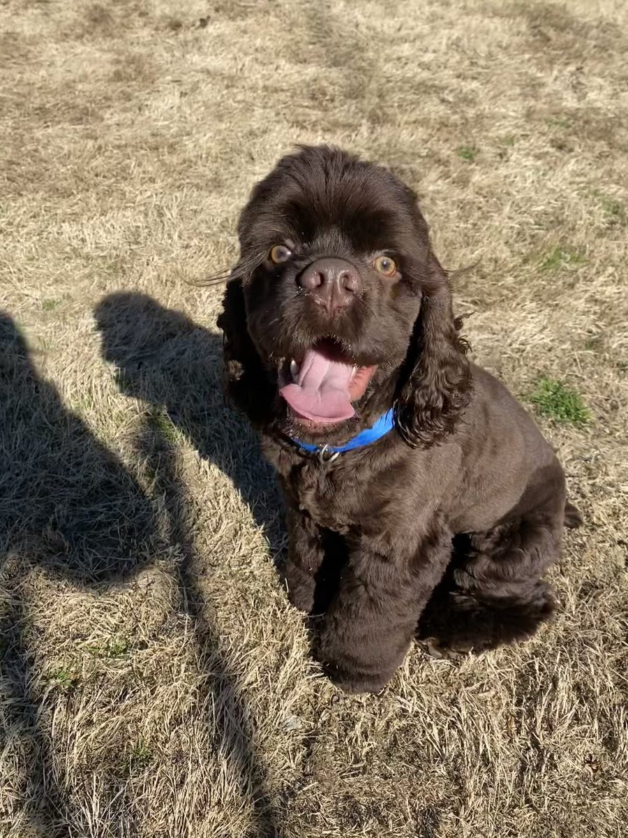 Milo is loving this weather🤩