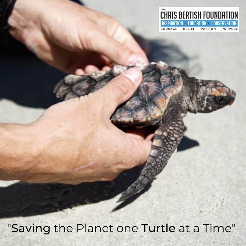 Chris Bertish Foundation tweet media