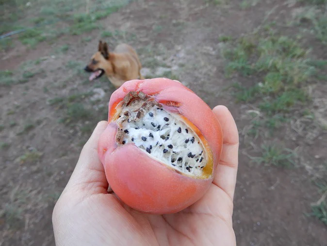 おにぎりにしか見えない、ぺルビアンアップルカクタスの実が美味しいらしい！