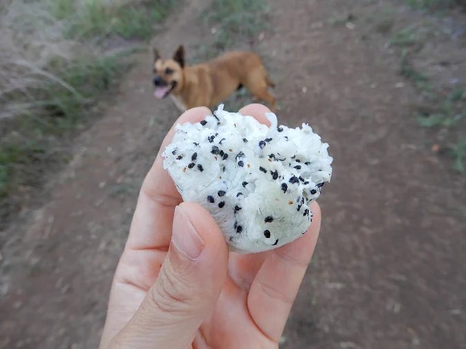 おにぎりにしか見えない、ぺルビアンアップルカクタスの実が美味しいらしい！