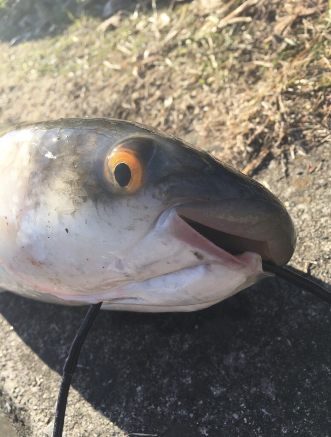 たつひこ Junjun q おぉs W ﾉ ﾉ 実は佐賀県出身なんですけど確かに有明海はヤスミですね 時期により冬はボラが美味しくて夏はヤスミが脂がのってますね 但し夏のボラはヤバいですね 笑 やはりヤスミが美味しいです Twitter