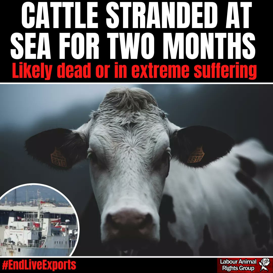 LabourAnimalRG's tweet photo. We really, really need to #StopLiveTransports worldwide. #StopLiveExports #BanLiveExports #GoVegan 🐄🐑🐏😭💔 https://t.co/OJpcio4lY8