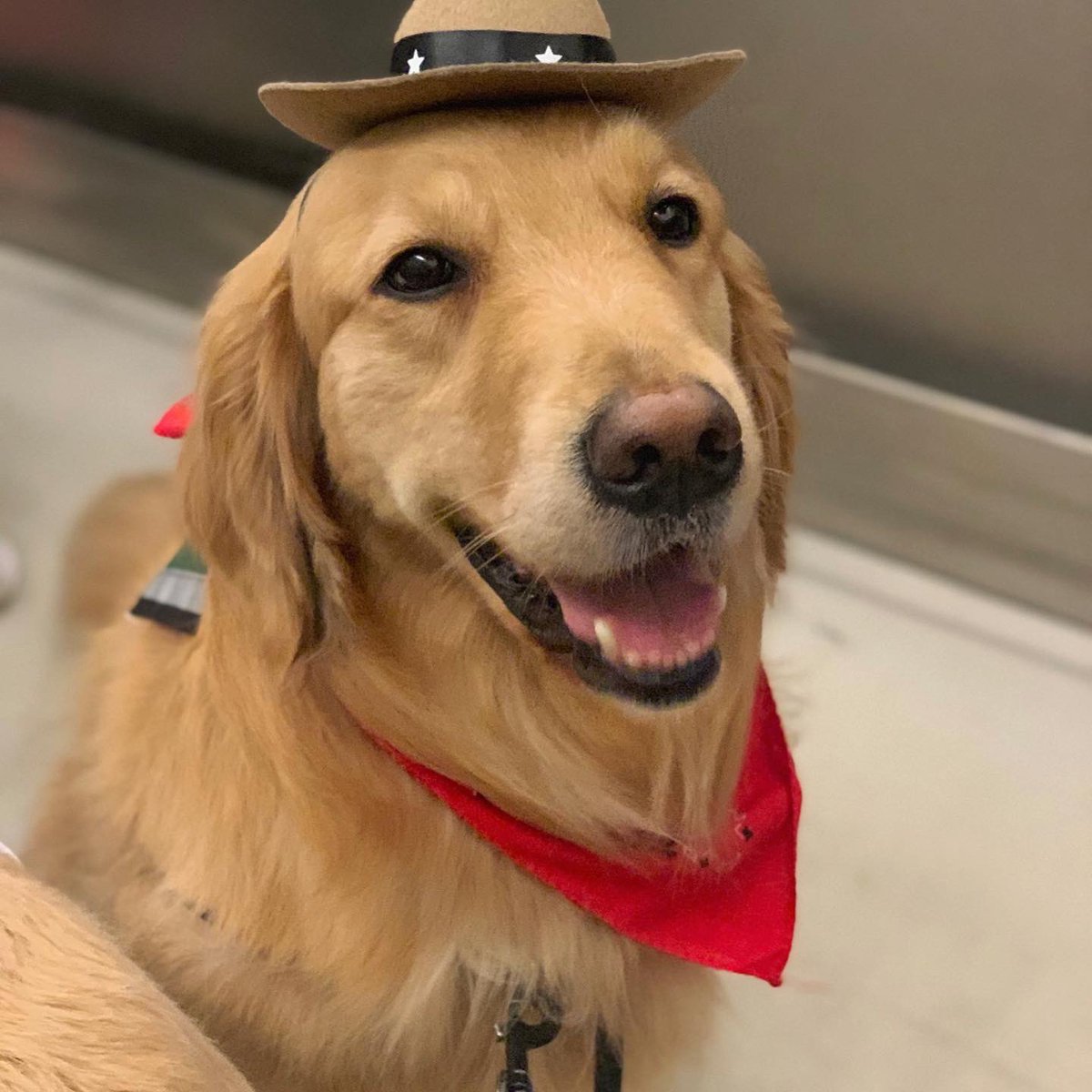 Pawsitive Play tweet media