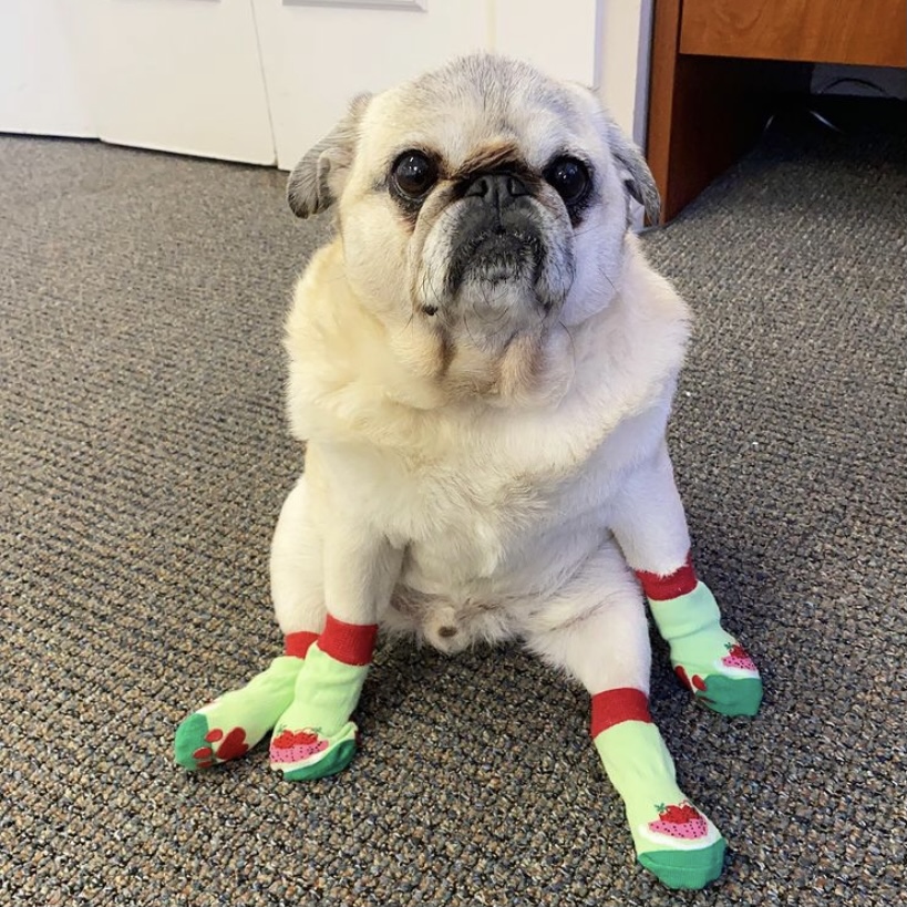 Petco (@petco) on Twitter photo Mark our words. Strawberry socks are the next big thing. <a href="/pugridesshotgun/">PugRidesShotgun</a> is setting trends and stealing hearts. Mark our words. Strawberry socks are the next big thing. <a href="/pugridesshotgun/">PugRidesShotgun</a> is setting trends and stealing hearts.