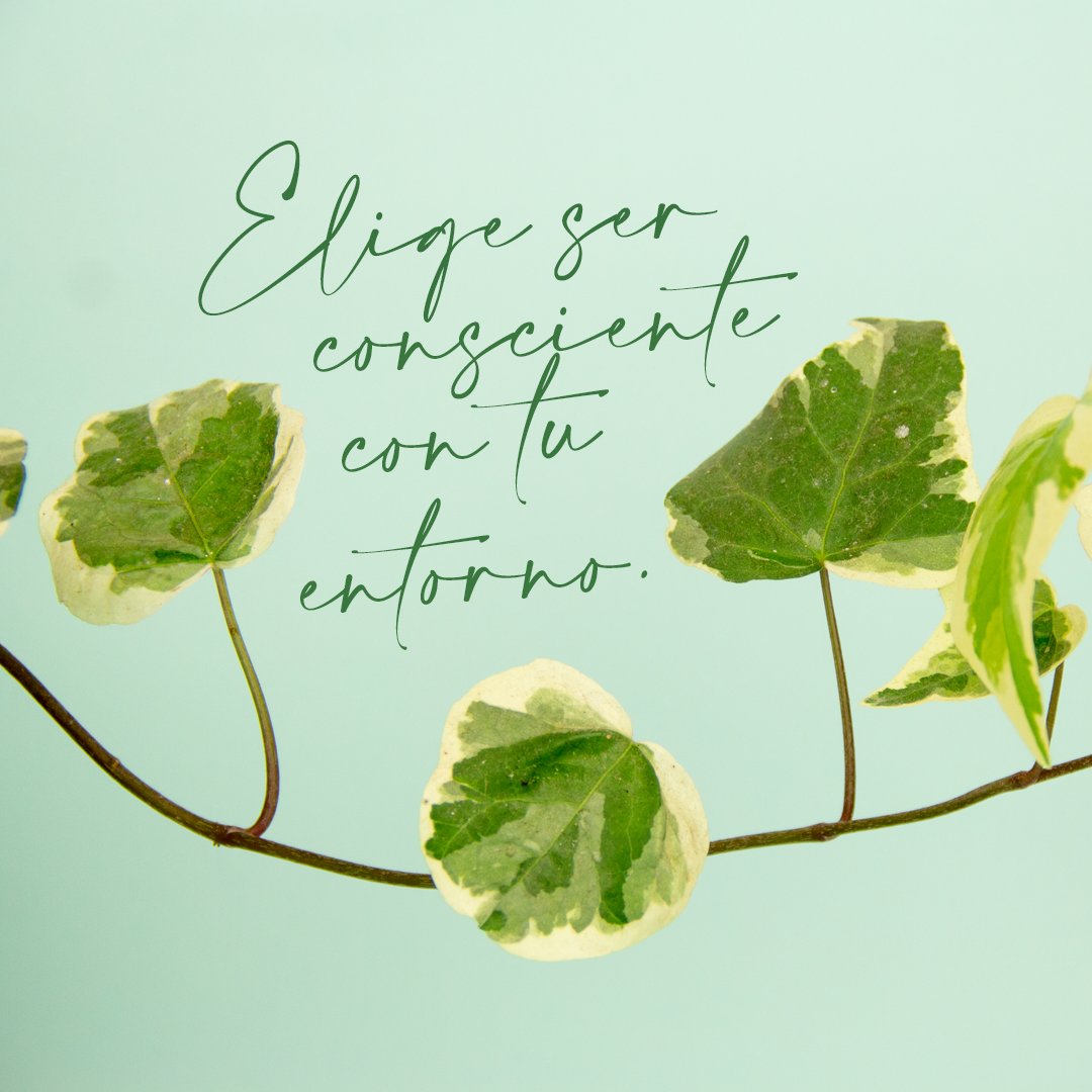 💚Consumo consciente 💚
¿Sabías que el mejor residuo es el que no se genera?. De eso se trata, de poder hacernos conscientes de lo que utilizamos. Y preguntarnos ¿Realmente lo necesito, o existe alguna alternativa la cual sea amigable con el ambiente? 
Cuestiónate 😍🌈💚