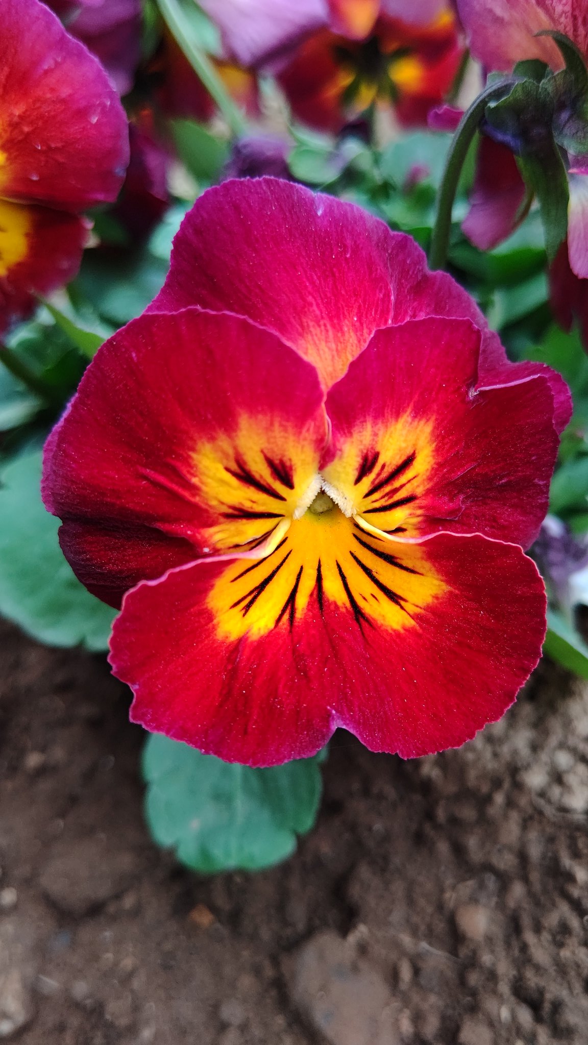 Shiori お気に入りのパンジー達です 赤系バージョン お花