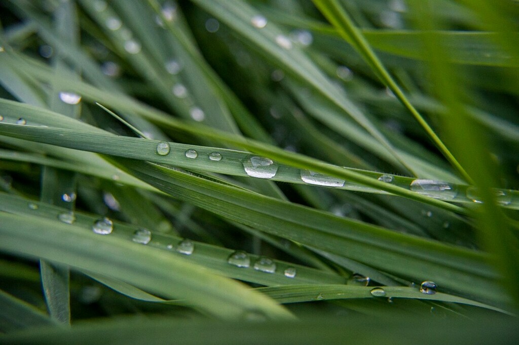 oneelevennet's tweet photo. #outdoors #outside #garden #macro #grass #water #drop #droplet #rain #closeup #plant #nature #photography #nikond3200 #d3200 #nikon #nikondslr #nikonphoto #nikonphotography #nikonphotograph #nikon_photography #dslr #dslrphotograph #dslrphotography #dslr_… https://t.co/4WlgJr5eFf https://t.co/oOvaCdYC09