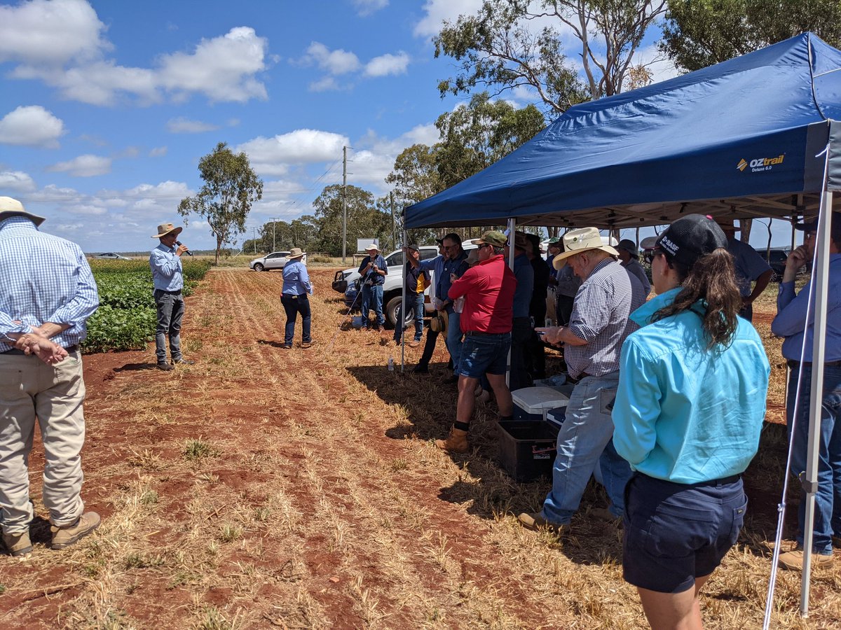 kwenham1's tweet photo. Great turn out at the @DAFQld pigeon pea field day at the Kingaroy Research Station. What an exciting crop! https://t.co/KZGFppA5fL