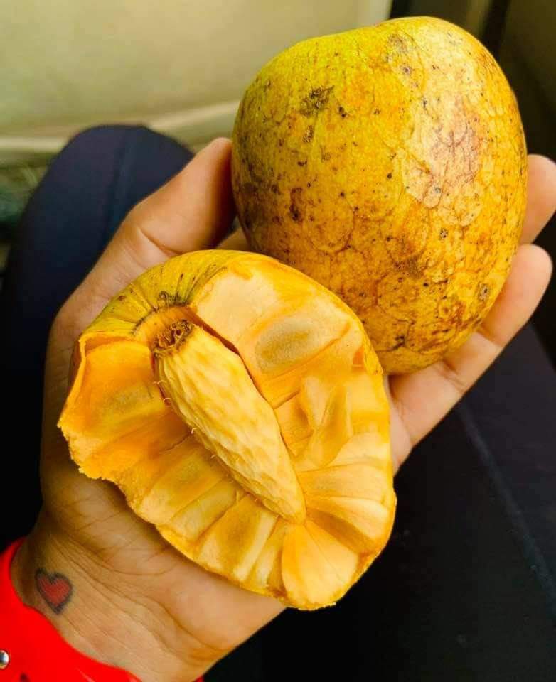 Locally know as Monkey Apple 🐵🍎. Have you ever tried it?

📸: Sav Basdeo 
#tourismGuyana #visit #destinationguyana #discoverguyana #fruits #592connect #essequibobelongtoguyana🇬🇾