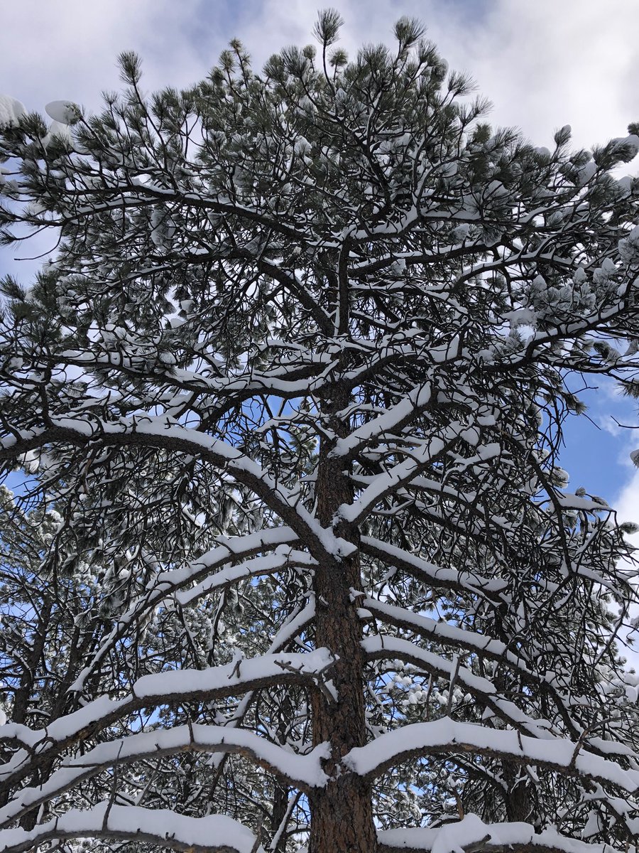 sinkm's tweet photo. Met a tree today. #coloradotrees https://t.co/j6W2z1spqP