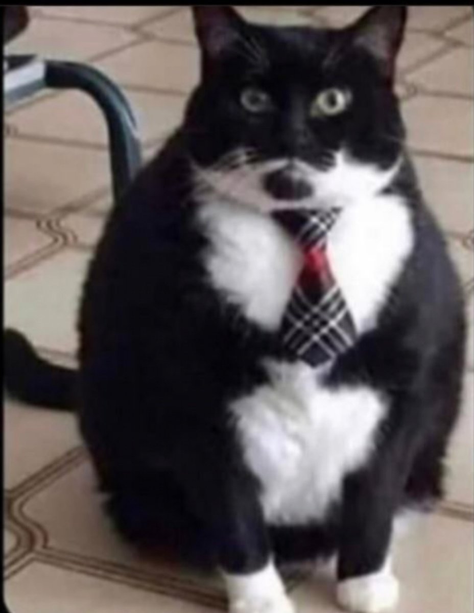 Tomerstein's tweet photo. @LauraBaileyVO Plump-kin a.k.a. Mr Gonna Steal Your Girl https://t.co/4qADHAGxTQ