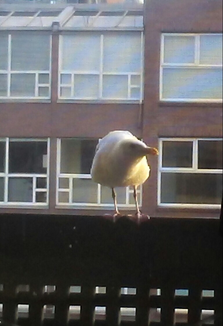 themsteri tweet media