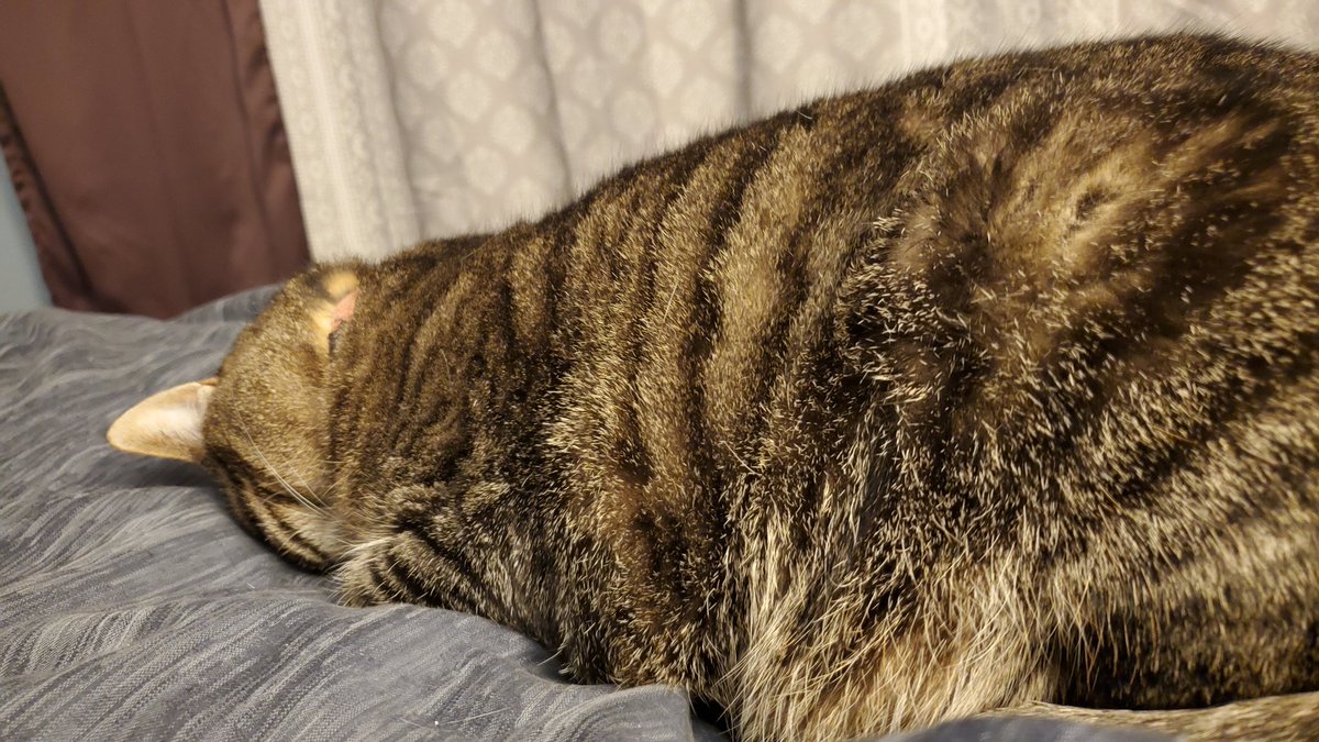 JuliaC117's tweet photo. How do they sleep like that without suffocating? https://t.co/GuVZbg2pYf