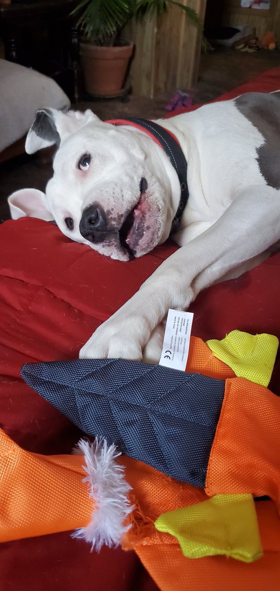 reef dee tweet media