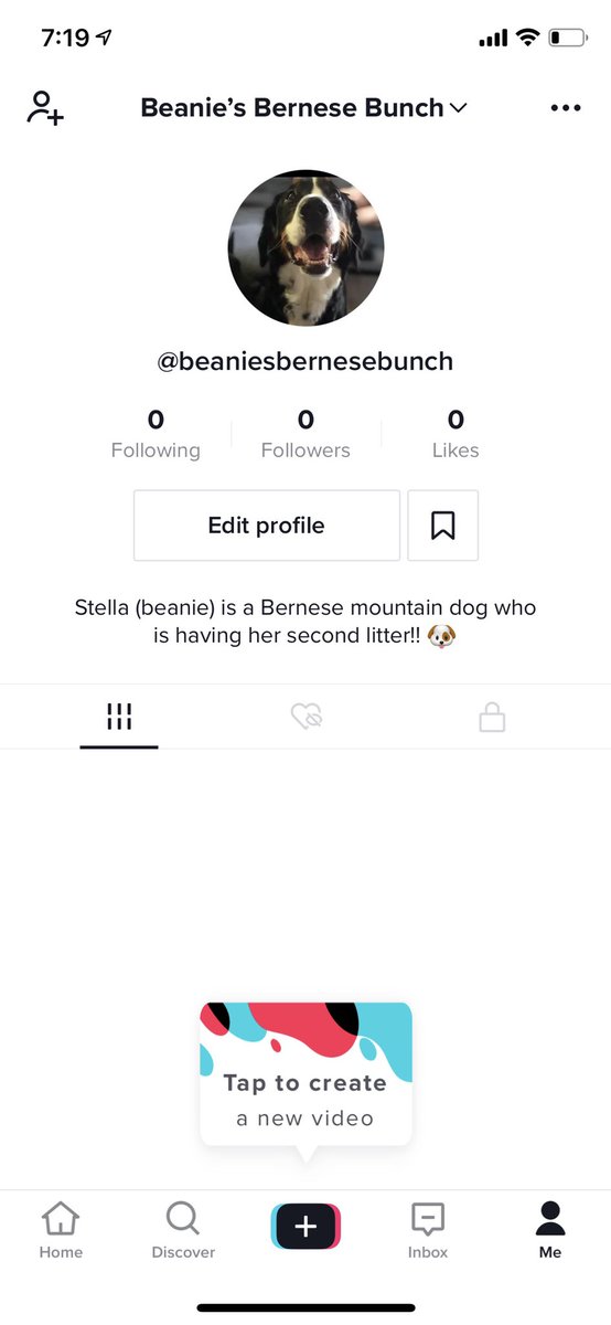 Kayleonard_8's tweet photo. If you love #bernesemountaindogs follow us on tiktok!! Stella is having her second litter and we would love to share our journey! 🥰 https://t.co/hdwpbw57Zv