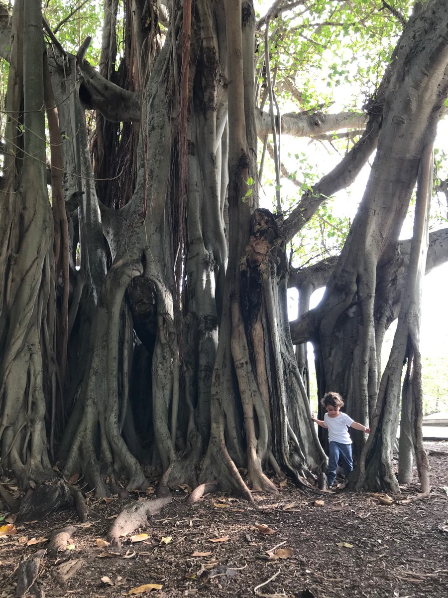 silvialyle's tweet photo. Una nueva etapa comienza. Primer día de Liam disfrutando la magia de #wisehearts 🌳🙏🏼🍯 https://t.co/ePVvDHp14I
