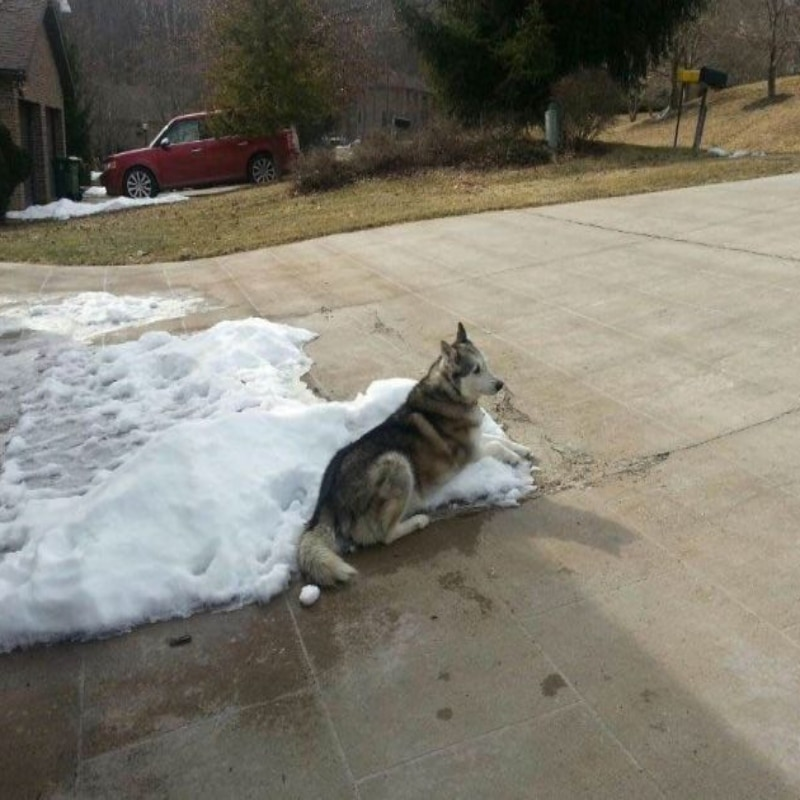 Nemesis851's tweet photo. @Alisha12287 "It’s Too Cold Outside for Your Dog"
Someone’s neighbor felt it was too cold for their dog to be outside all day. The dog owner decided to send their neighbor a picture of their dog lying on a pile of snow to ease their concerns (and prove they know better). https://t.co/NJmreqewwb