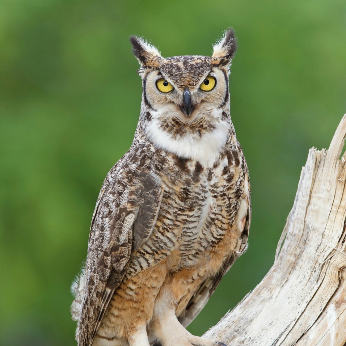 AlRKING's tweet image. ㅤ
ㅤ
ㅤㅤ hMMMM, sí se parece a un búho. 
ㅤ
ㅤ