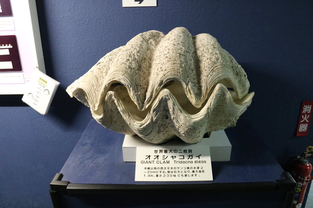 オオシャコガイ Hashtag Pa Twitter