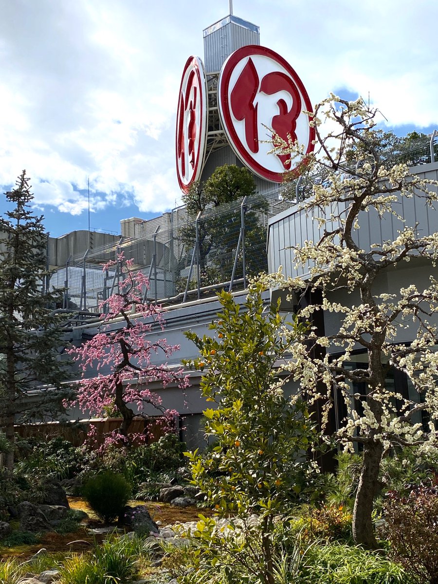 伊勢丹新宿店 公式 本館7階レストラン街に日本庭園があるのをご存知でしょうか 今の時季は紅白の梅やボクハンツバキ ミツバツツジ オカメザクラなどが見頃を迎えています レストラン街 日本庭園 T Co F32ayq0q9k T Co Udc10mvmqu