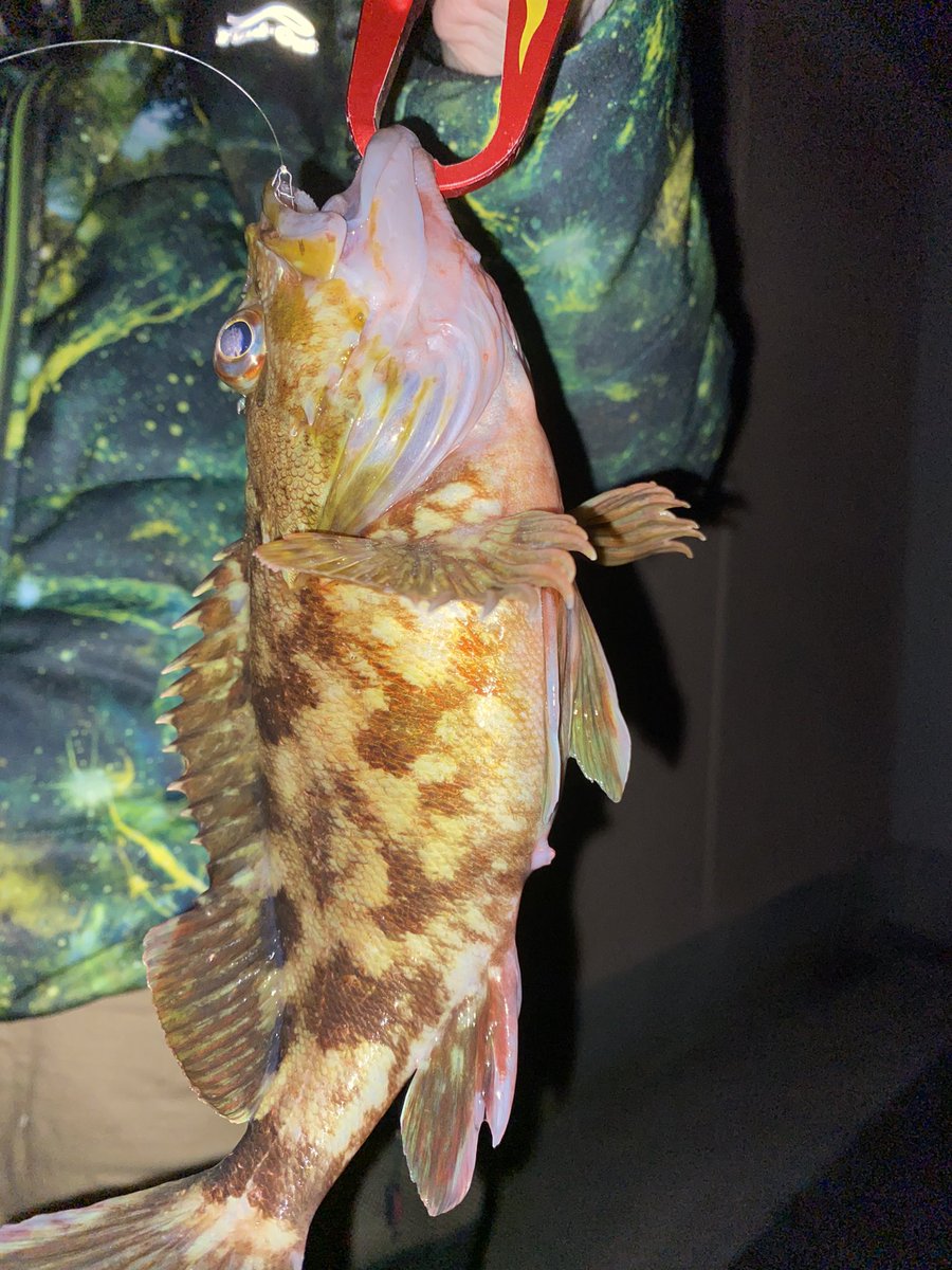 ボラ Twitter Search