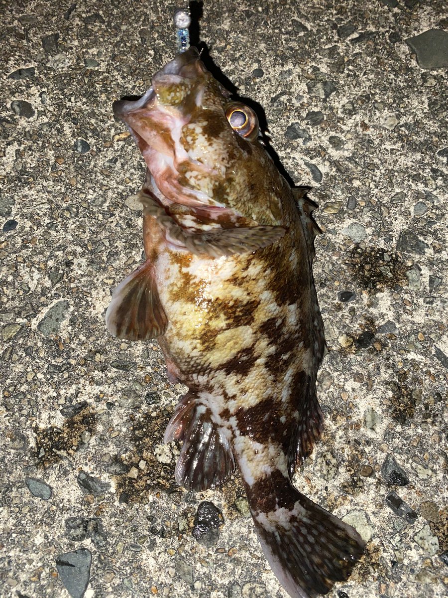 ボラ Twitter Search