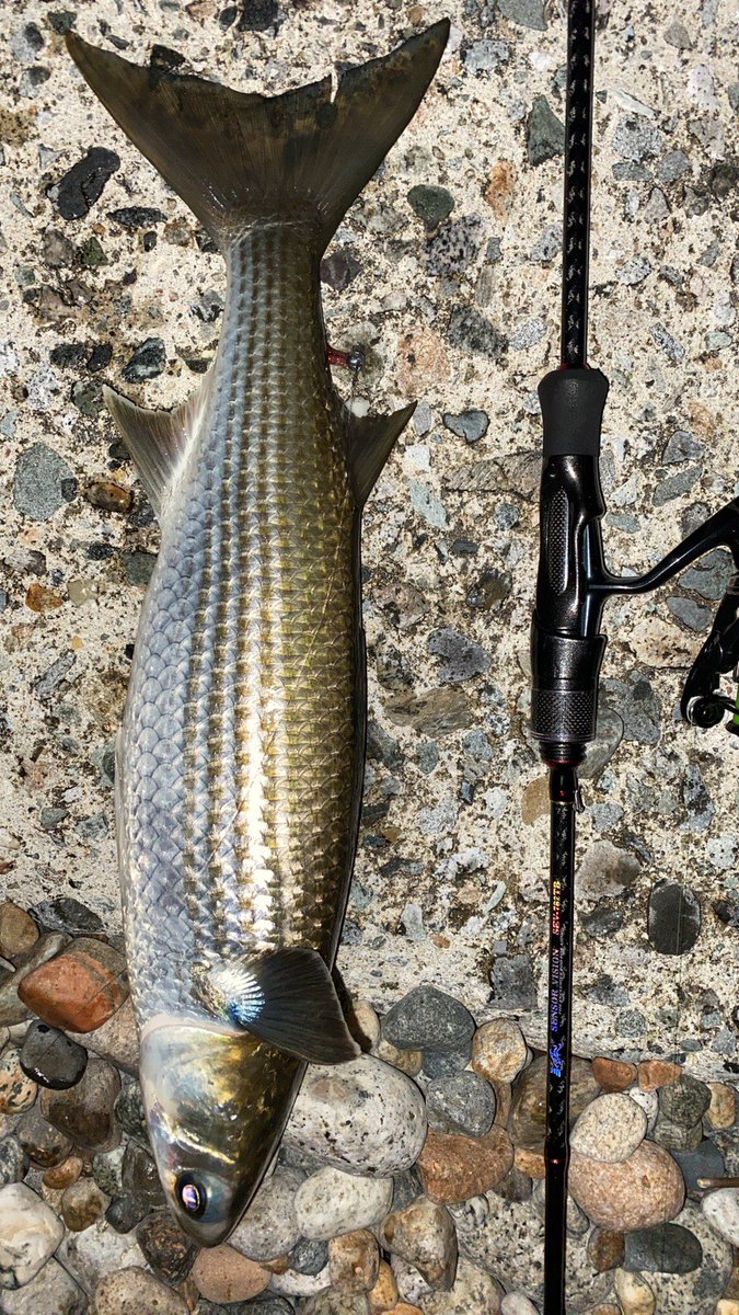 ボラ Twitter Search