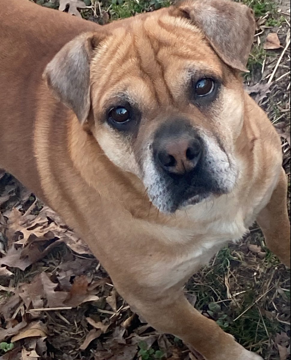 Jen_Flow's tweet image. My Dually Ori-Pei