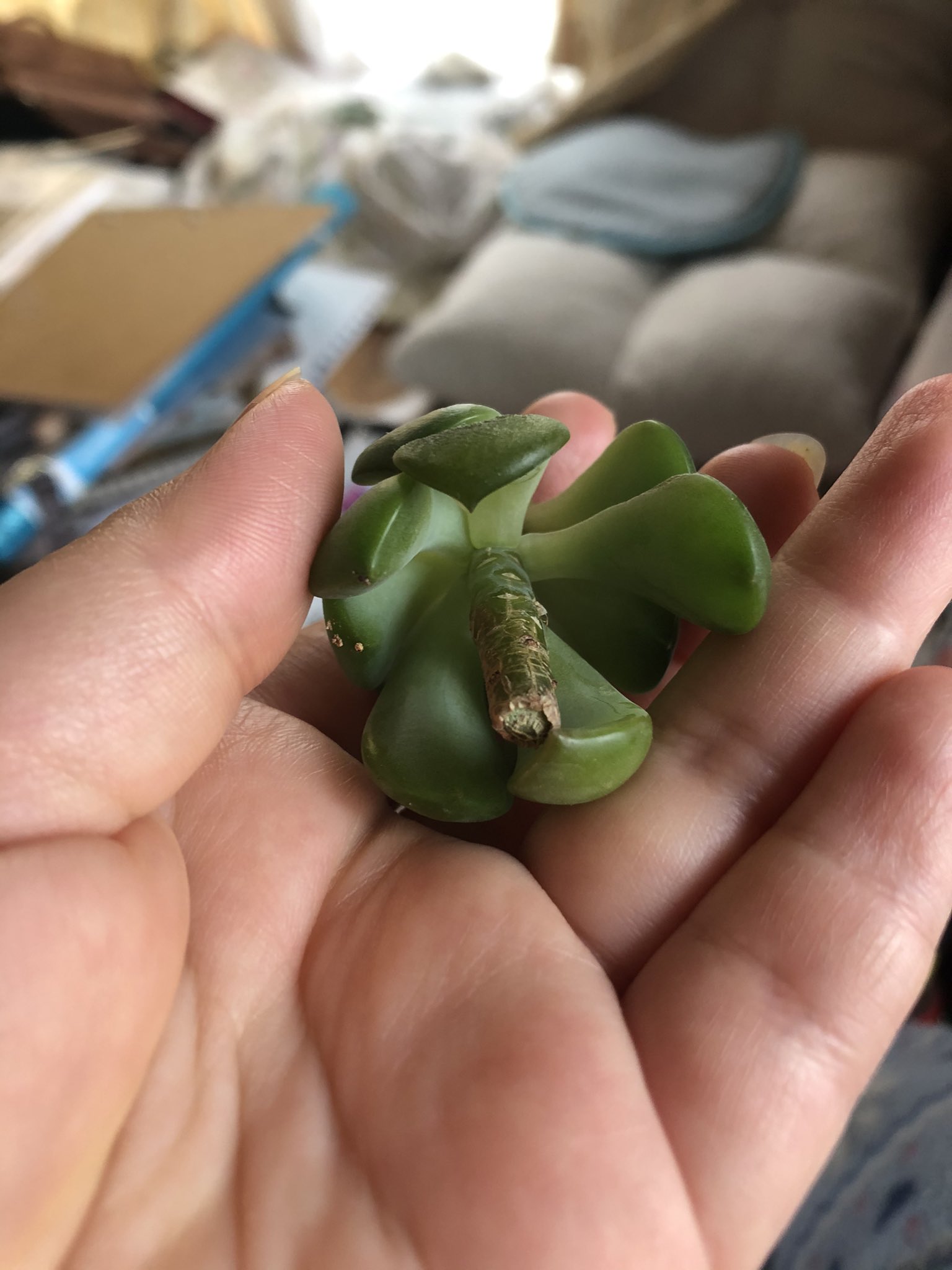 ゴン 根腐れ起こしてるかもな多肉植物 下の方から切ったんだけど 根が出てくる前に脇芽が出てきた D 葉っぱもシワシワだし これからどうなっちゃうの 多肉植物 マッコス T Co Z6bgsyyhfs Twitter