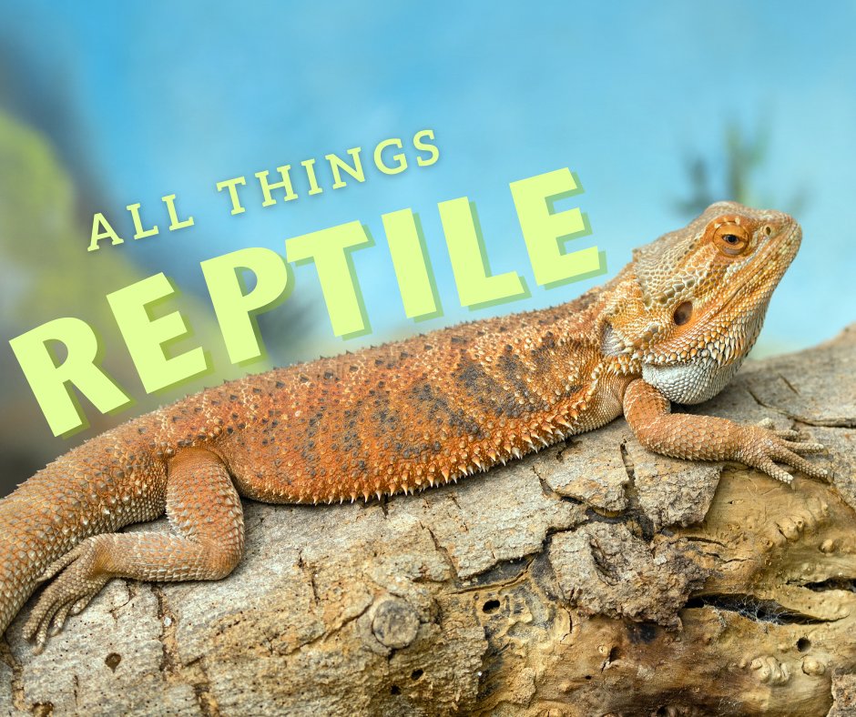 Terrarium accessories, food, heating &amp; lighting, decor, and more... we have everything your reptile needs! Stop by our store today!