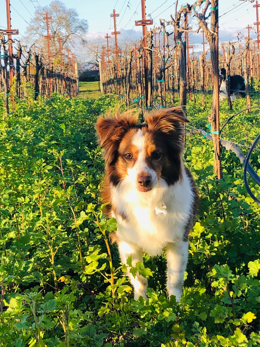 Two Shepherds Wine tweet media