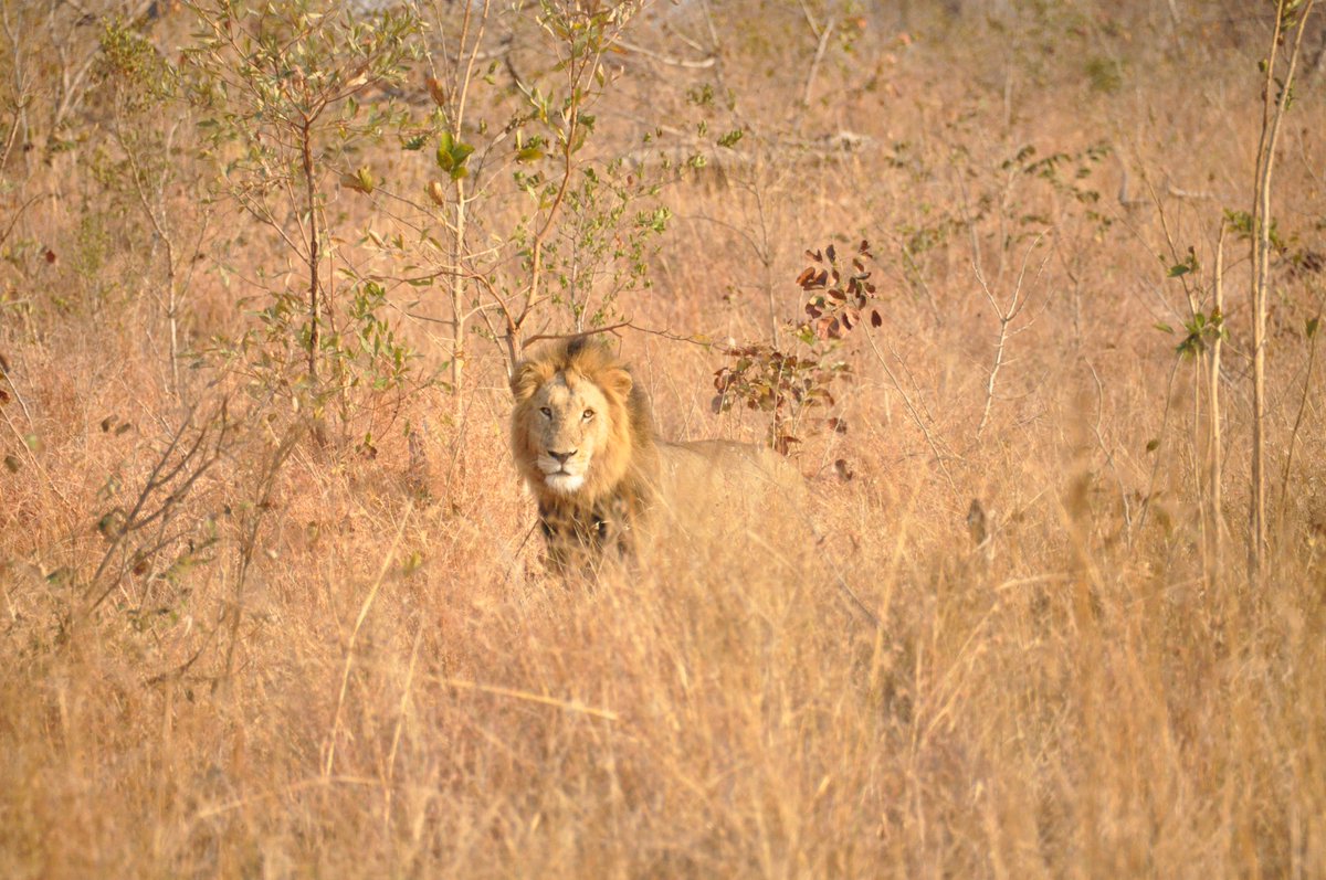 heartieTO's tweet photo. Lion.                                                ROM Wildlife Photographer Contest @ROMtoronto #ROMwpyON Photos are my own, Sabi Sands Reserve South Africa https://t.co/CLY7srzXhr