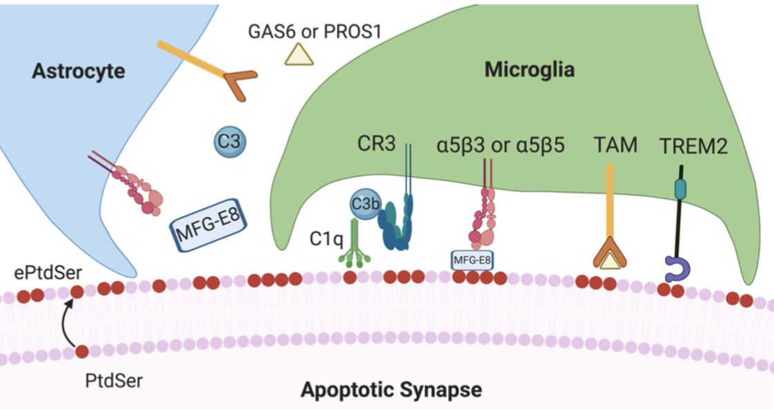 V proud of <a href="/DimitraSokolova/">Dimitra Sokolova</a> &amp; <a href="/NeuroChilds/">Tom Childs</a> on this review they worked together during CoV-lockdown to explore potential mechanisms of what makes synapses vulnerable to glial elimination in Alzheimer’s: PtdSer, C1q &amp; "synaptosis" doi.org/10.12703/r/10-… @Facultyopinions