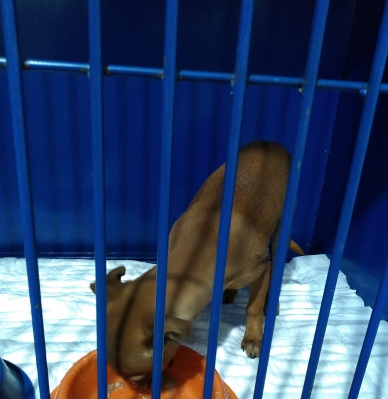 decalixt's tweet photo. Servicio a la comunidad: 

Se busca una familia amorosa y responsable para está cachorrita de apenas dos meses de edad. Se rescató el día de hoy, se  entrega desparasitada y con sus vacunas correspondientes.  

Ayúdenme con un  RT para llegar con la familia indicada. 🐶❤️ https://t.co/4Le5AfgW4N